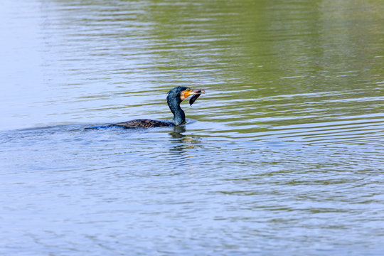 Greater Cormorant with fish in beak