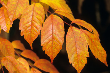 A Orange Autumn Leaves - 橙色の秋葉