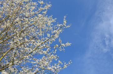 Springtime Bäume mit weißen Blüten unter blauen Himmel