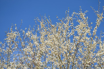 Springtime Bäume mit weißen Blüten unter blauen Himmel