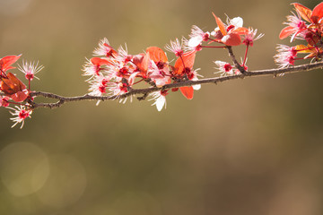 Fototapeta na wymiar Cherry blossom at spring morning in park 