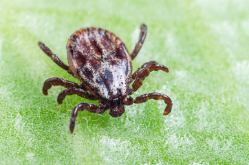 A dangerous parasite and infection carrier mite sitting on a green leaf