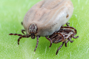 A dangerous parasite and infection carrier mite sitting on a green leaf