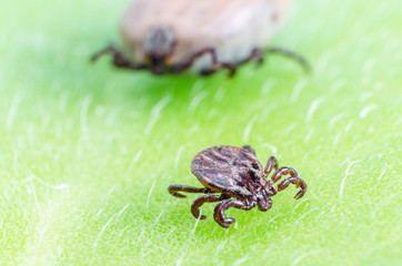 A dangerous parasite and infection carrier mite sitting on a green leaf