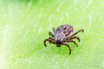 A dangerous parasite and infection carrier mite sitting on a green leaf