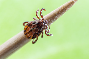 A dangerous parasite and a carrier of mite infection on a branch