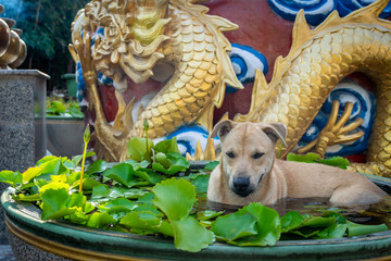 The dog is sitting in the lotus pond for  reduce the temperature