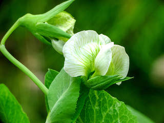 Snap Pea Blossom