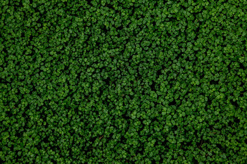 Full Frame Shot Of Ground Ivy, Textured background