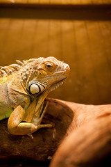 Green iguana, also known as American iguana, is a large, arboreal, lizard. Found in captivity as a pet due to its calm disposition and bright colors. Exotic Pet Care, Wildlife, Animal