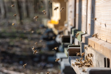 Bienenflug im Frühjahr