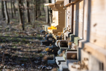 Bienenflug im Frühjahr