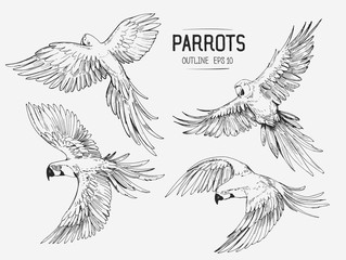 Parrot sketches. Hand drawn outlines converted to vector