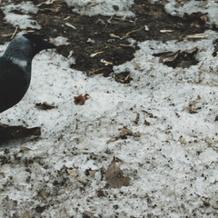 Raven in the snow