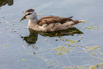 Cotton pygmy goose
