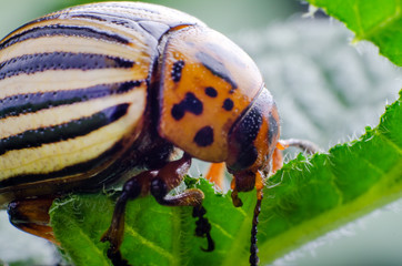 Colorado potato beetle eats green potato leaves