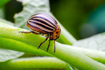 Colorado potato beetle crawling on the branches of potato