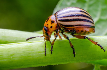Colorado potato beetle crawling on the branches of potato