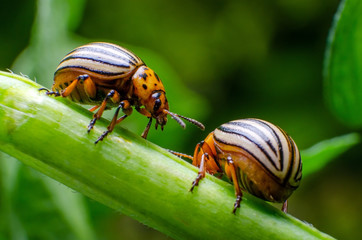 Colorado potato beetle crawling on the branches of potato