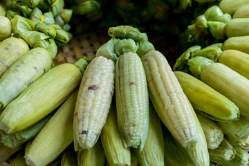 Fresh sweet corns sales in the market