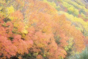 Autumnal leaves near the northern Alps - 北アルプス・室堂付近の紅葉