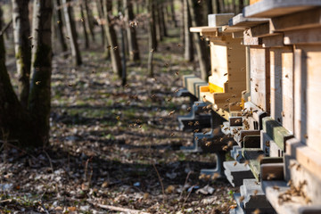 Bienenflug im Frühjahr
