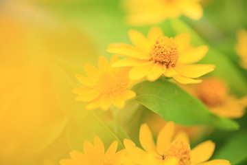 花のイメージ写真