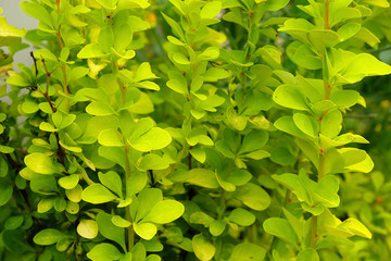 Fototapeta na wymiar Small green plants some kind, leaves have round shape .