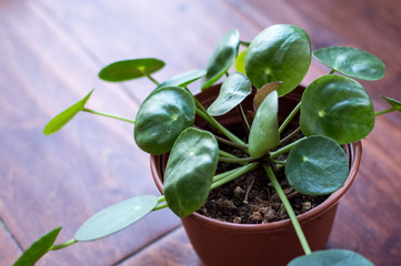 Chinese Money Plant Pilea Peperomiodes