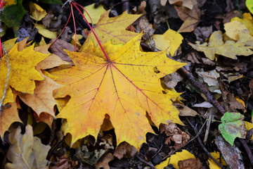 big yellow maple leaf 