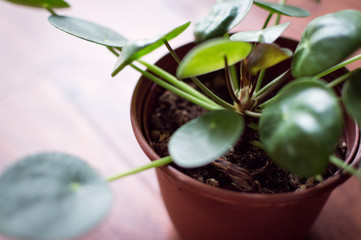 Chinese Money Plant Pilea Peperomiodes