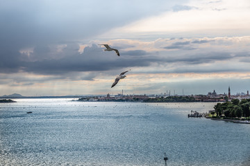 Aerial view of seagulls flying over the sea with the beautiful landscape of Venice in the background
