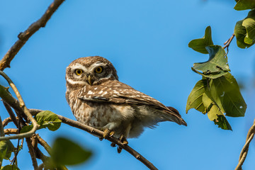 spotted owl looking at