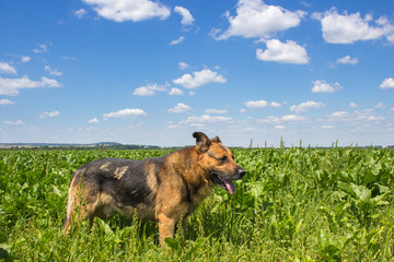 dog in beets on the field,The landscape of green beet grows and the dog protects agricultural land