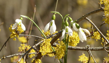 nature, flower, plant, green, spring, leaf, summer, macro