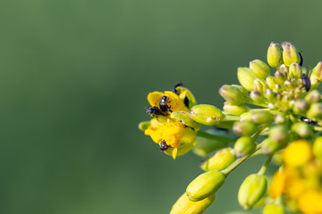 Rapsglanzkäfer fressen Rapsknospen