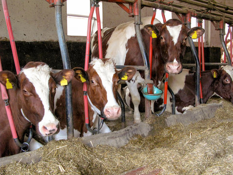 Milchviehstall mit Anbindehaltung