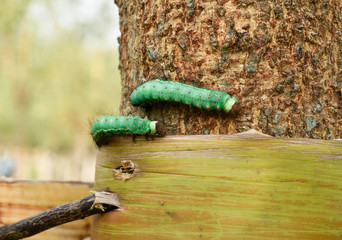 Silk worms on tree