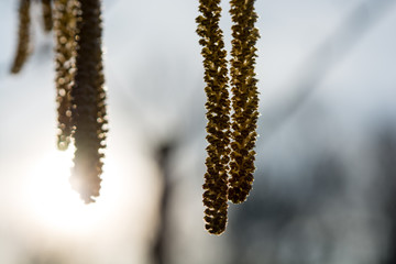 Close-up of inflorescences of hazel in the backlit in spring, Uster, Zurich, Switzerland.