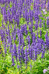 Lavendel