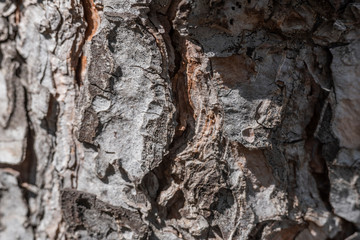 Textura de corteza de tronco de madera
