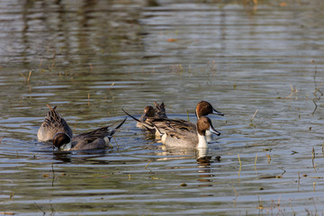 Northern Pintail