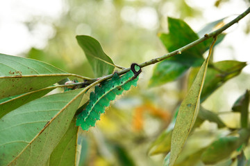 Silk worms on tree