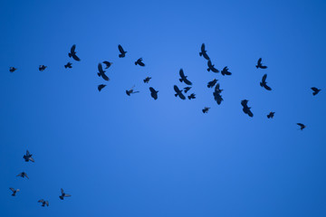 flocks of birds circling high in the blue sky