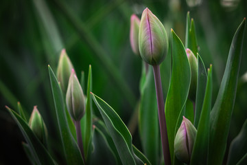 Closed tulip buds blossoming in a green garden. Tulipa x gesneriana. Spring, March