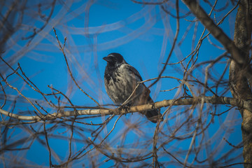 an old raven basks in the sun on a warm spring day