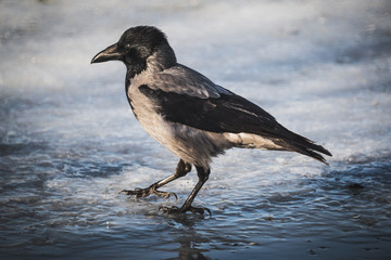 Fototapeta na wymiar a crow walks on the ice of the lake on a warm spring day
