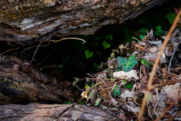 Wood and ivy cave