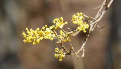 white flowers on tree, кизил, цветение