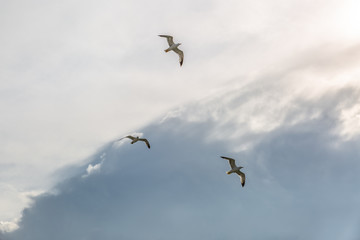 Gulls flying in the a cloudy sky.